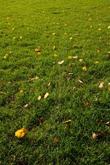 Outdoor playground, poor grass at end of footbal  season with first colorful leaves