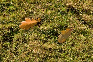 Outdoor playground, poor grass at end of footbal  season with first colorful leaves