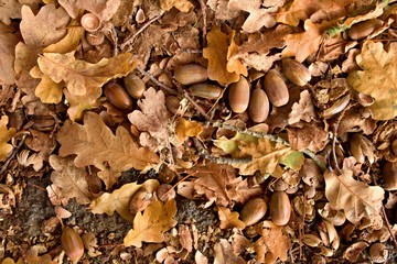 Big acorns and colorful oak leaves on the ground in autumn