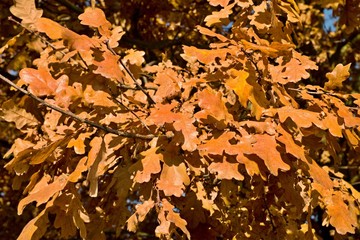 Red and orange oak  leaves with blue sky background
