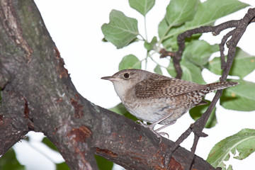 Wren in a Apple Tree