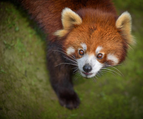 Red panda looking surprised