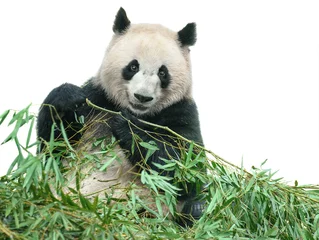 Photo sur Plexiglas Panda Panda mangeant des feuilles de bambou isolées avec un tracé de détourage