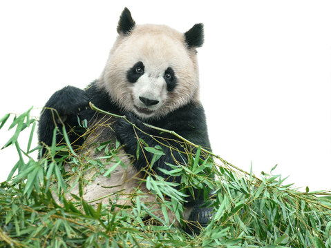 Fototapeta Panda eating bamboo leaves isolated with clipping path