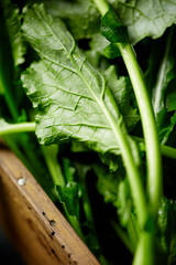 fresh turnip greens