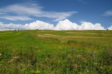 Green field