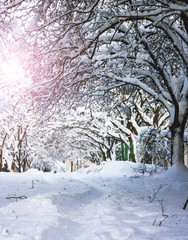 A lot of snow in park at winter time