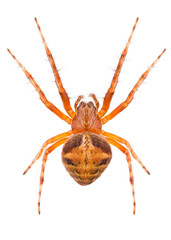 Orb-weaving spider Araneus triguttatus isolated on white background, dorsal view.