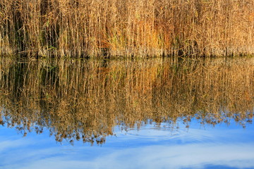 Spiegelung des Schilfs im Wasser