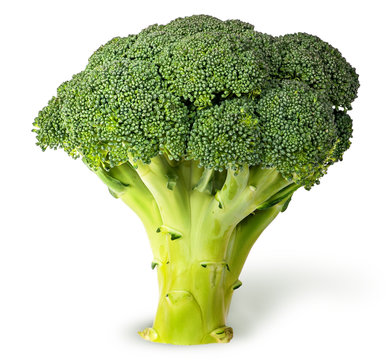 Large inflorescences of fresh broccoli