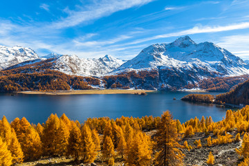 Obraz premium Stunning view of Sils lake in golden autumn