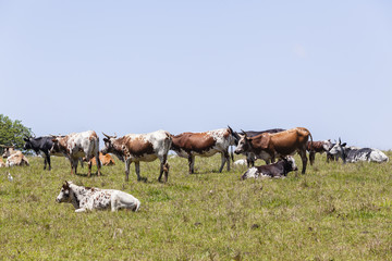 Naklejka na ściany i meble Cattle bulls cows animals on rural farm landscape