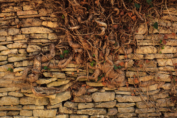 Old stone wall with root tree