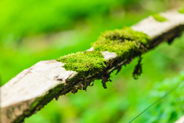  Closeup tree covered with green moss. Outdoor.