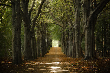 Oak tree alley