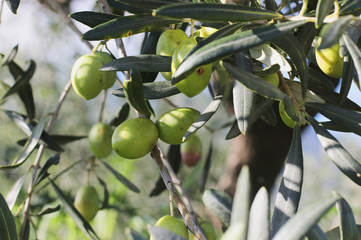 branches of olives