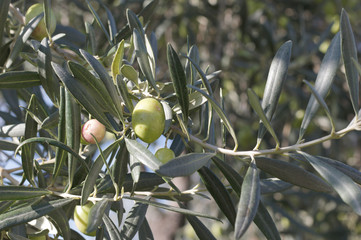 branches of olives