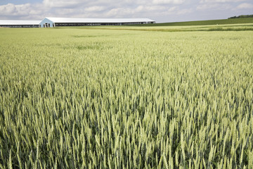 Green Wheat under cloudy sky
