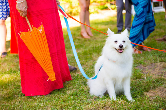 White Dog Wedding Ring Bearer