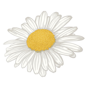 beautiful white daisy flower isolated.