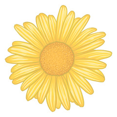 beautiful yellow daisy flower with effect watercolor isolated on white background.