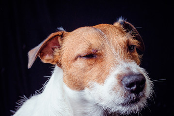 Injured ill dog isolated on black. Jack Russell Terrier Face with wound