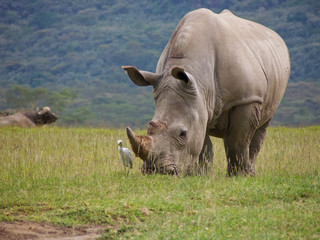 Rhinocéros blanc sauvage paissant de l& 39 herbe avec du bétail hegret