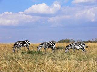 Fototapeta na wymiar three wild zebras grazing in line in Masai Mara grassland