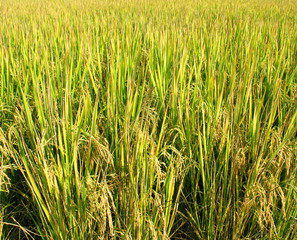 rice fields