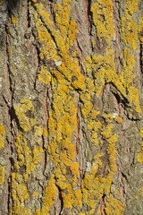 hongo en el tronco de un árbol