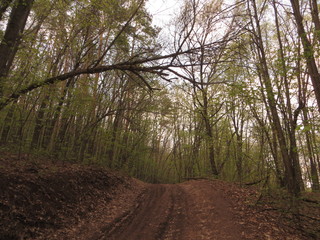 Лесная тропа © ukiro