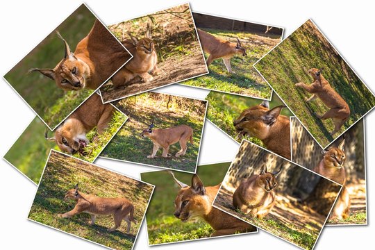 Caracal pictures collage