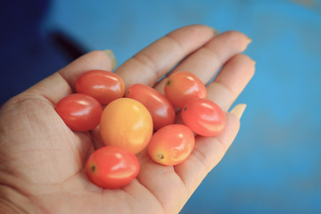fresh tomatoes with hand