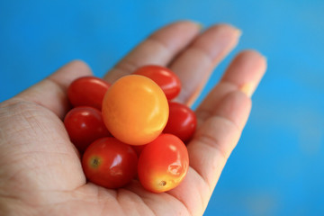 fresh tomatoes with hand