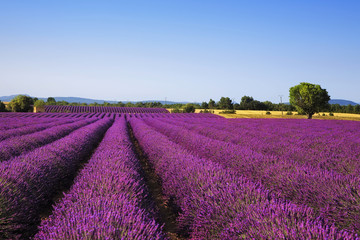Fototapeta na wymiar Lavender and lonely tree. Provence, France