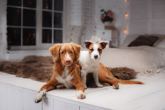 Dog Jack Russell Terrier and Dog Nova Scotia Duck Tolling Retriever