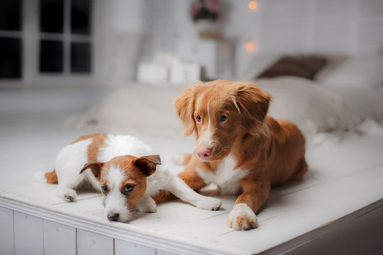 Dog Jack Russell Terrier and Dog Nova Scotia Duck Tolling Retriever