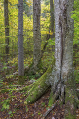 Yellow Birch Trunk