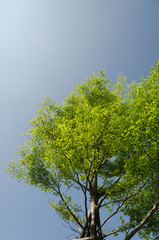 Green Tree.