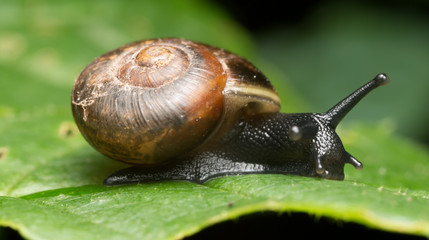 Snail on leaf