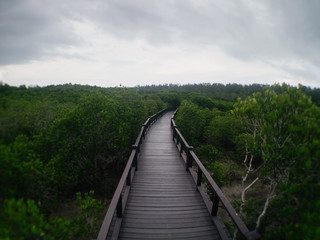 Fototapeta na wymiar The mangrove forest Walk