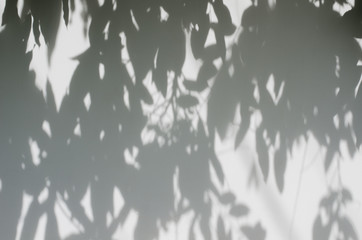 Tree Shadows on The Wall.