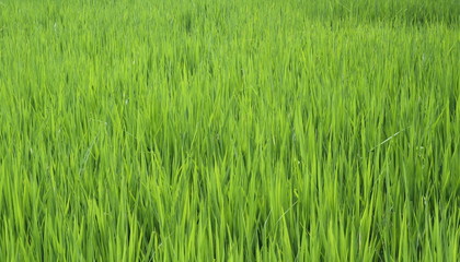 rice seedlings in the rice farm