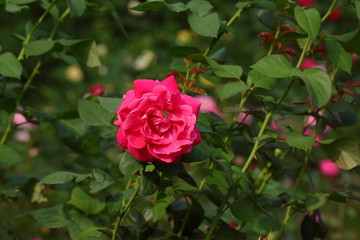Rose/Beautiful Rose flower in the garden
