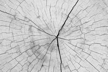 Obraz premium Close - up old tree stump texture and background..