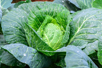 Fototapeta premium Close up of organic green cabbage in field.