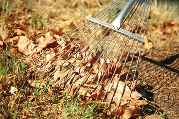 Fallen leaves and rake at the park