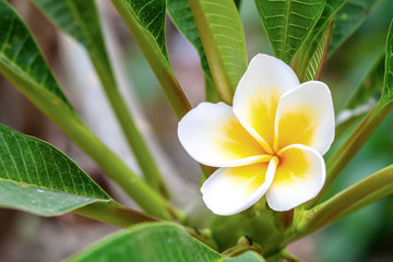 Obraz premium White and yellow Plumeria in bright sunlight.