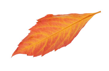 Autumn red and yellow leaf isolated on white