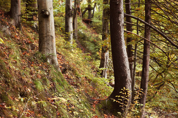 Autumn mountain forest